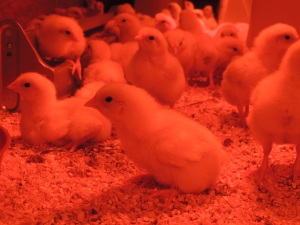 Our baby chicks, keeping warm under the heat lamp, also known as the "terrible-lighting-for-taking-photos lamp"